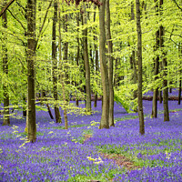 Buy canvas prints of Bluebell Woods - Dockey Wood Ashridge Estate by Peter Greenway