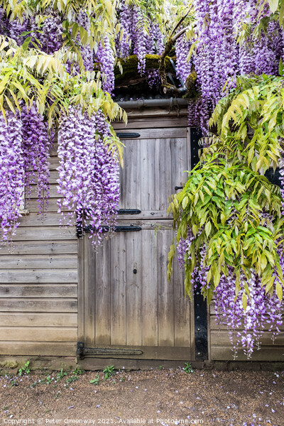 Wisteria Boughs Overhanging A Gardeners Shed Picture Board by Peter Greenway