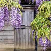 Buy canvas prints of Wisteria Boughs Overhanging A Gardeners Shed by Peter Greenway