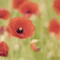 Buy canvas prints of Impressions Of Poppies by Peter Greenway