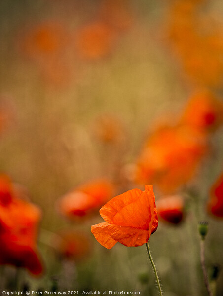 Echoes Of Poppies In The Fields Of Rural Oxfordshire Picture Board by Peter Greenway