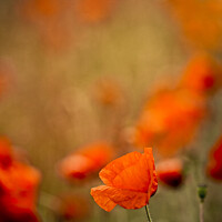 Buy canvas prints of Echoes Of Poppies In The Fields Of Rural Oxfordshire by Peter Greenway