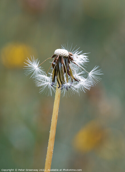 Partly Seeded Dandelion Head ( Taraxacum ) Picture Board by Peter Greenway