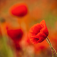 Buy canvas prints of Rural Oxfordshire Poppy Field by Peter Greenway