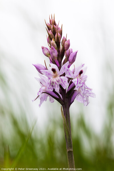 English Common Spotted Orchid ( Dactylorhiza fuschii ) Meadow Fl Picture Board by Peter Greenway