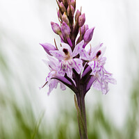 Buy canvas prints of English Common Spotted Orchid ( Dactylorhiza fuschii ) Meadow Fl by Peter Greenway