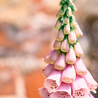 Buy canvas prints of Foxgloves ( Digitalis ) In The Walled Flower Garden At Rousham H by Peter Greenway