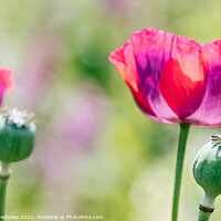Buy canvas prints of Poppies In The Borders At Rousham Gardens by Peter Greenway