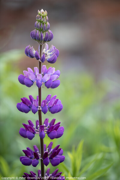 Unopend Lupins In The Borders At Rousham Gardens Picture Board by Peter Greenway