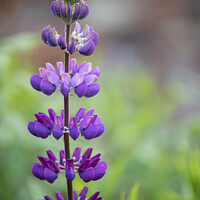 Buy canvas prints of Unopend Lupins In The Borders At Rousham Gardens by Peter Greenway