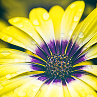 Buy canvas prints of African Daisy Osteospermum Flower by Peter Greenway
