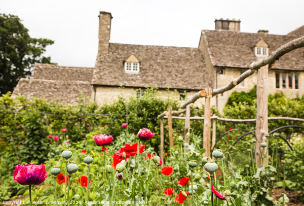 Poppies Growing In The Kitchen Gardens At Cogges Manor Farm, Oxfordshire Picture Board by Peter Greenway