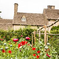 Buy canvas prints of Poppies Growing In The Kitchen Gardens At Cogges Manor Farm, Oxfordshire by Peter Greenway