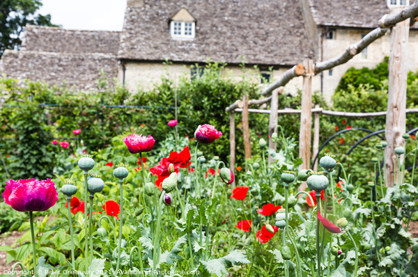 Poppies In Full Bloom In The Kitchen Gardens At Cogges Manor Far Picture Board by Peter Greenway