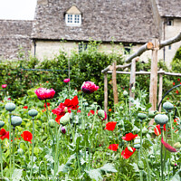 Buy canvas prints of Poppies In Full Bloom In The Kitchen Gardens At Cogges Manor Far by Peter Greenway