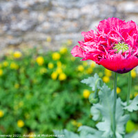 Buy canvas prints of Poppies In Full Bloom In The Kitchen Gardens At Cogges Manor Far by Peter Greenway