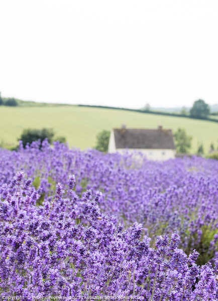 Cotswold Lavender At Snowshill, Worcestershire Picture Board by Peter Greenway