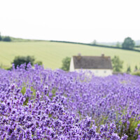 Buy canvas prints of Cotswold Lavender At Snowshill, Worcestershire by Peter Greenway