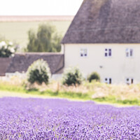 Buy canvas prints of Cotswold Cottage Amongst The Lavender Fields At Snowshill by Peter Greenway