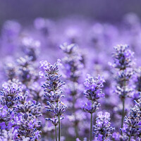 Buy canvas prints of Cotswold Lavender Blooms At Snowshill, Worcestershire by Peter Greenway