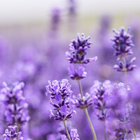 Buy canvas prints of Cotswold Lavender Blooms At Snowshill, Worcestershire by Peter Greenway