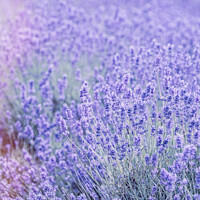 Buy canvas prints of Cotswold Lavender At Snowshill by Peter Greenway