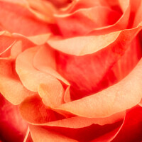 Buy canvas prints of Petals of an English Orange Rose by Peter Greenway