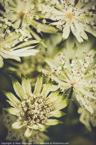 Astrantia Major Flower  Picture Board by Peter Greenway