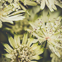 Buy canvas prints of Astrantia Major Flower  by Peter Greenway