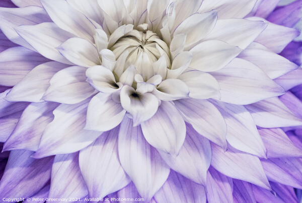 Purple & Cream Dahlia Leaves Picture Board by Peter Greenway
