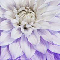 Buy canvas prints of Purple & Cream Dahlia Leaves by Peter Greenway