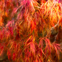 Buy canvas prints of Autumnal Acer Leaves by Peter Greenway