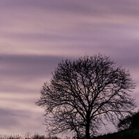 Buy canvas prints of The Silhouette Of A Lone Bare During Winter In Rural Oxfordshire by Peter Greenway