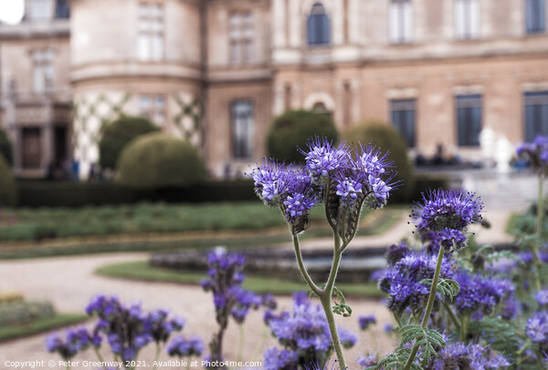 Thistles In Bloom On The Parterre At Waddesdon Manor Picture Board by Peter Greenway