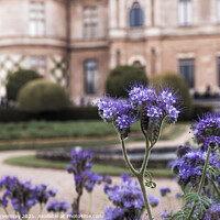 Buy canvas prints of Thistles In Bloom On The Parterre At Waddesdon Manor by Peter Greenway