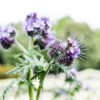 Buy canvas prints of Thistles In Bloom On The Parterre At Waddesdon Manor by Peter Greenway
