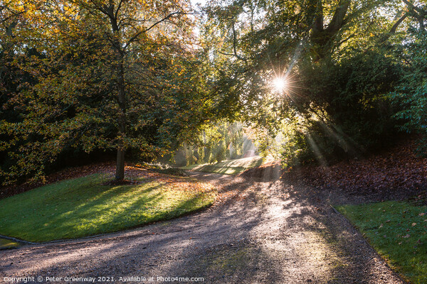 Sun Shining Through Autumn Trees On The Waddesdon Estate Picture Board by Peter Greenway