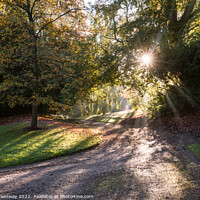 Buy canvas prints of Sun Shining Through Autumn Trees On The Waddesdon Estate by Peter Greenway