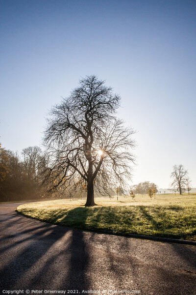 Bare Tree On The Waddesdon Manor Estate On A Misty Winters Morning Picture Board by Peter Greenway