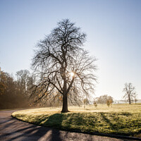 Buy canvas prints of Bare Tree On The Waddesdon Manor Estate On A Misty Winters Morning by Peter Greenway