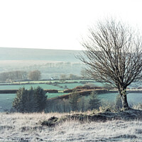 Buy canvas prints of Lone Tree On Dartmoor Backdropped By Grazing Sheep & Tors by Peter Greenway