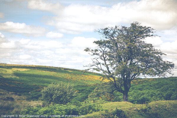 Lone Tree In Summer Overlooking Dartmoor, Devon  Picture Board by Peter Greenway