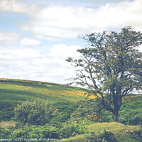 Buy canvas prints of Lone Tree In Summer Overlooking Dartmoor, Devon  by Peter Greenway