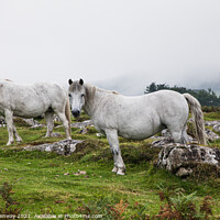 Buy canvas prints of White Horses Grazing On 'Hound' Tor On Dartmoor In by Peter Greenway
