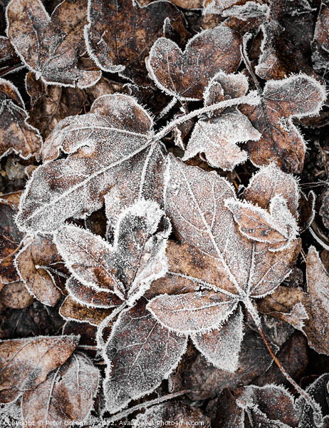 Frosty Garden Leaves After A Haw Frost Picture Board by Peter Greenway