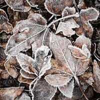 Buy canvas prints of Frosty Garden Leaves After A Haw Frost by Peter Greenway