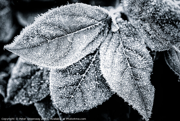Frosty Garden Leaves In Monochrome Picture Board by Peter Greenway