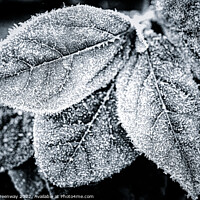 Buy canvas prints of Frosty Garden Leaves In Monochrome by Peter Greenway