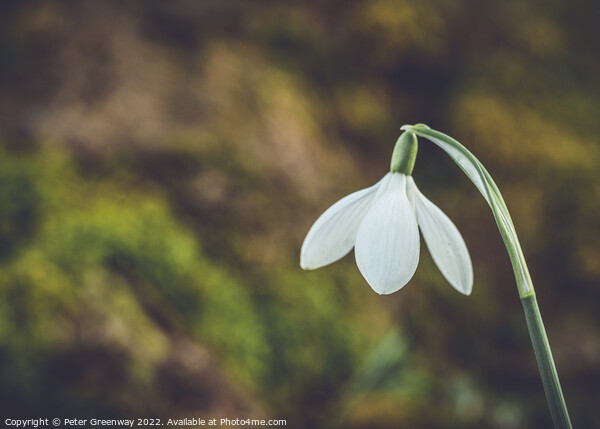 A Single Early Spring Snowdrop In Macro Picture Board by Peter Greenway