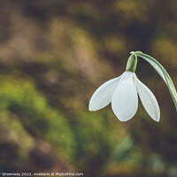 Buy canvas prints of A Single Early Spring Snowdrop In Macro by Peter Greenway